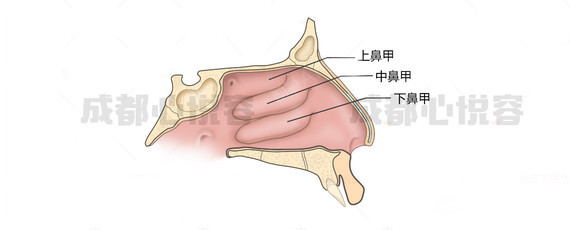 首页 此页面仅支持预览 Avatar 心悦容医疗美容门诊部 51篇日记 鼻腔可以分为前下部分的鼻前庭和后部的固有鼻腔这两个部分构成 两者分界鼻前庭 后上方的弧形隆起部分 就是我们说的鼻阈 是由上外侧软骨尾侧缘所形成的 除此之外 鼻前庭的皮肤逐渐过渡