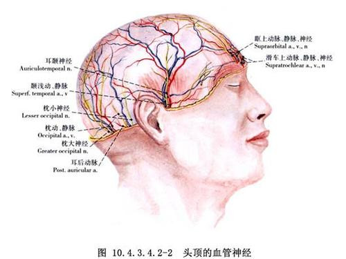 额头血管神经分布图图片