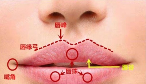 影响上唇的主要结构,而下唇相对结构比较简单,主要包括下唇珠和颏唇沟