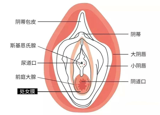女性的生殖器官是怎样的 新氧美容整形