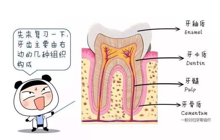 根管治療為什麼要