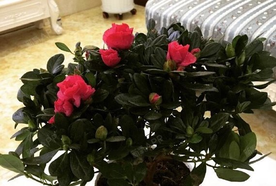 花刺代理如何确保用户身份和信息的安全