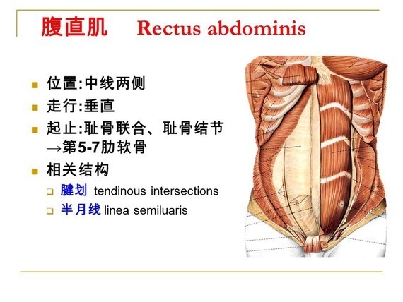 在腹部兩側的肌肉,由不同方向斜斜地穿過腹部由一層薄薄的,稱為白線的