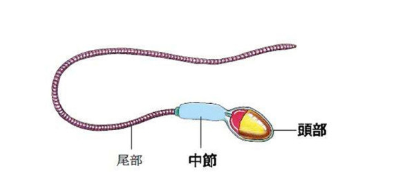 冷知识:男性正常形态的精子是什么样的?