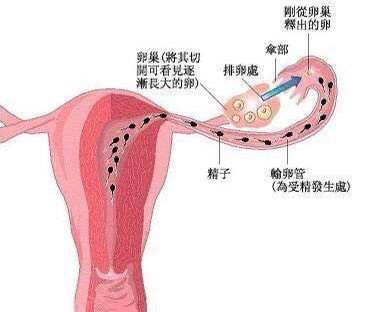 女人的難題:卵巢萎縮有什麼症狀,子宮發育不 良怎麼辦