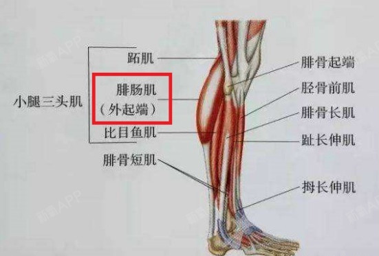 先做个小科普,腓肠肌位于小腿后侧小腿粗是脂肪和腓肠肌在作祟,搞清楚