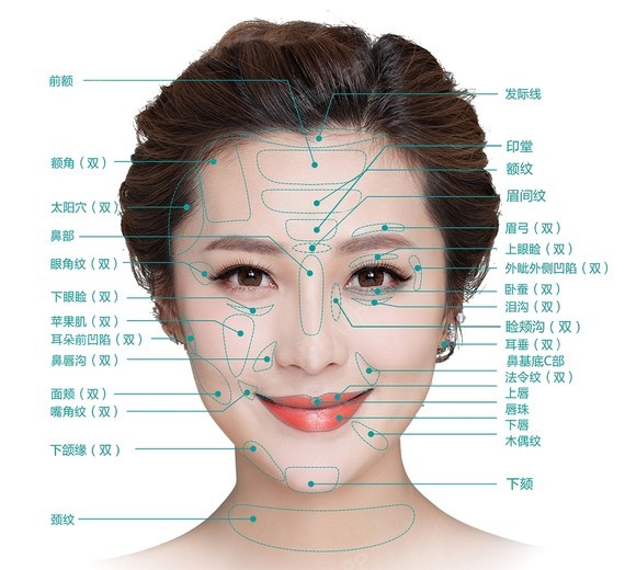 人的脸部结构名称图片