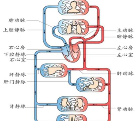 静脉与动脉的流向图图片