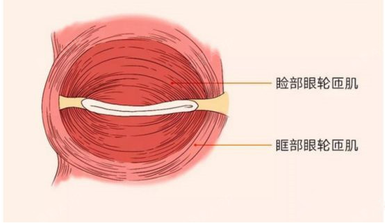 胶原蛋白打泪沟好吗_蛋白缺点胶原打泪沟会怎么样_胶原蛋白打泪沟缺点