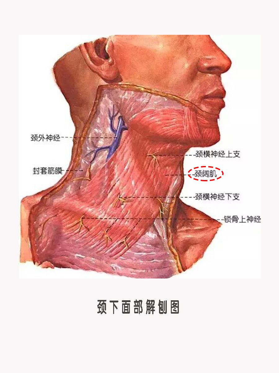 颈阔肌位置图片