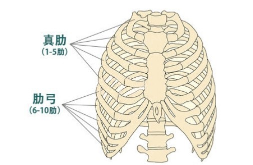 而前方与胸骨相连的位置就逐渐过渡为肋软骨,与胸骨相连,1-5的肋软骨