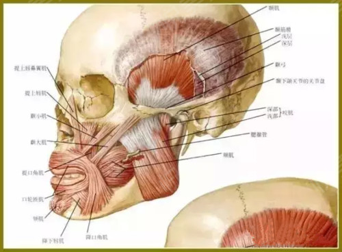 额部解剖层次图片