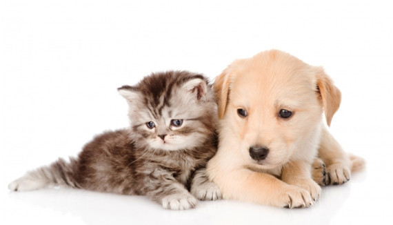 天越来越热了,很多有宠家庭都给毛孩子脱下毛衣,然后你会发现,花猫剃