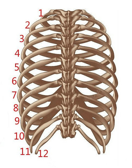 人体共有24根肋骨,在隆鼻手术中,我们只取单侧第7或第6肋软骨的当中一