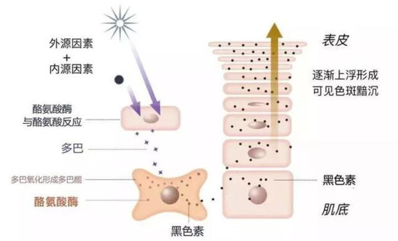 no2.美白原理 所以美白这件事,归根结底就是在和黑色素斗争.