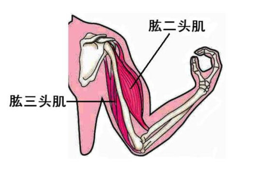 告别"蝴蝶袖",和"肉肉"说拜拜