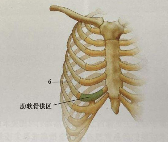 肋软骨取出来的步骤大致过程:手术不是千篇一律术前消_圈子-新氧美容