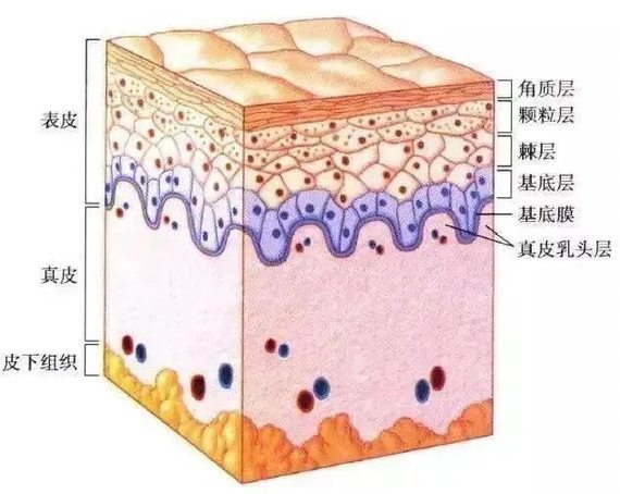 我们的皮肤是由表皮层,真皮层和皮下组织构成表皮层里还分角质