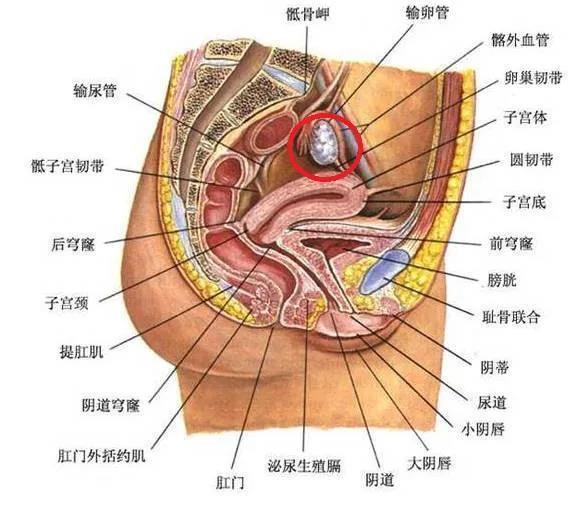 前庭大腺在哪个位置图片