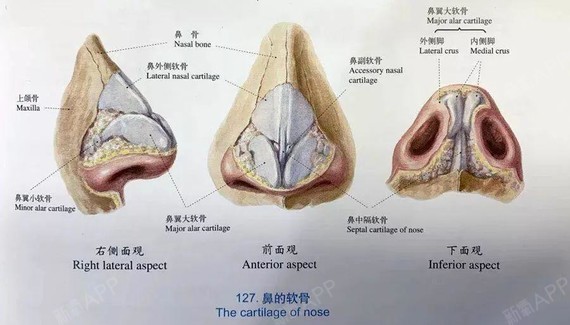 隆鼻取走的耳软骨后有影响吗?