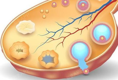 实用又简单卵巢功能衰退怎么调理怎么样才能延迟绝经