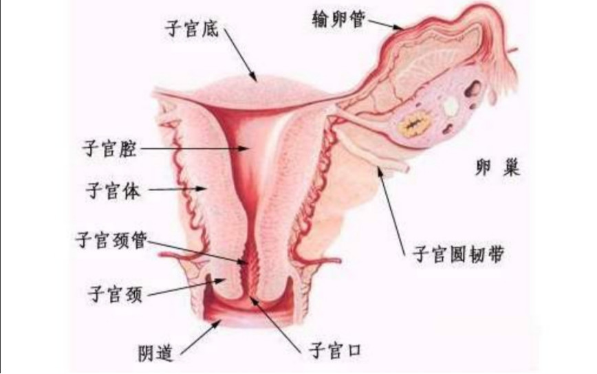 标准阴长度是多少图片