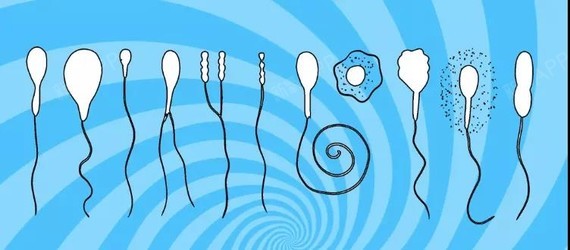 精子数量少能够到达子宫的精子就更少,和卵子结合的可能性也会降低,且