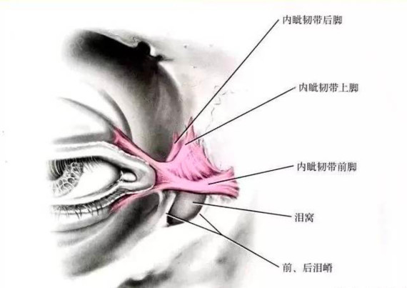 眼睑的组织结构与重睑术(一) 重睑成形术又称双眼皮_圈子-新氧美容