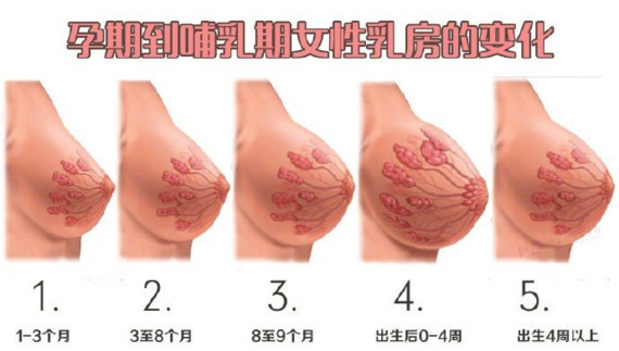 怀孕后乳房变化过程图片