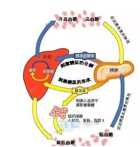 很多人一直认为荷尔蒙是一个独立存在的产物,它可以令