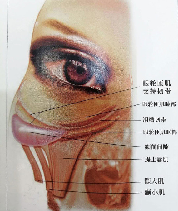 打了玻尿酸填充鼻基底一周后移位了为什么会出现这种情况