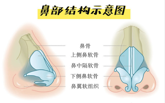 鼻骨在哪个位置图片