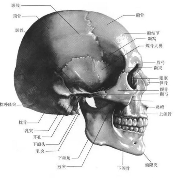 顶骨面相图片