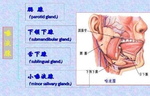 巴氏腺腺口位置示意图图片