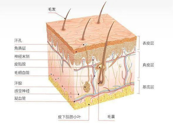 皮肤结构 中胚层图片
