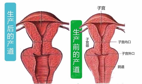 顺产产道会松弛吗图片