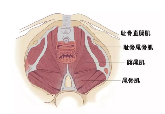 盆底肌结构解剖图图片