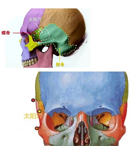 面部髁骨图片