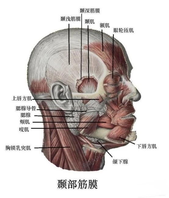 外面下方两侧圆形隆起的额结节是原发骨化点