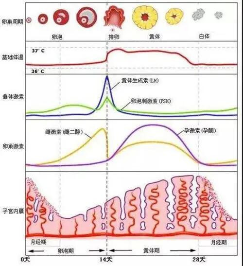 看雌二醇水平卵泡早期雌激素水平最低,以後逐漸上升,至排卵前達高峰