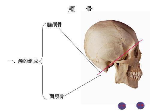 头骨左右不对称图片图片