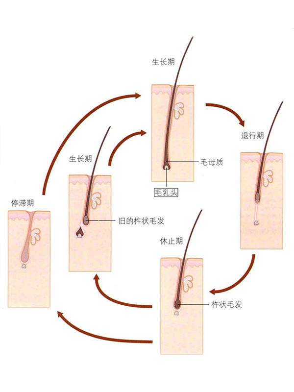植发恢复时间(植发 恢复时间)