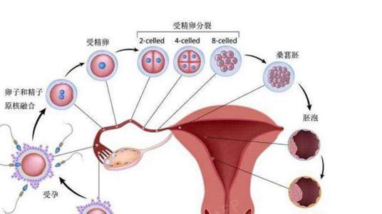 促卵泡生成激素对男性以及女性的作用是比较大的,但是如果检测出促