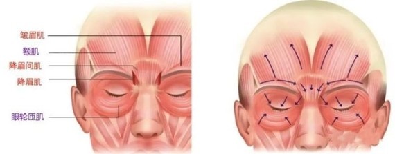 5a 鼻肌橫部4 降眉间肌3 皱眉肌2b 眼轮匝肌睑部2a 眼轮匝肌眶部1a 枕