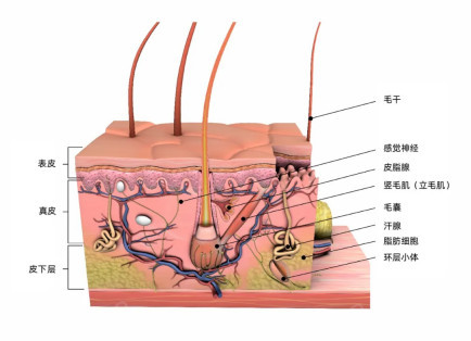 毛囊闭合是什么症状图片