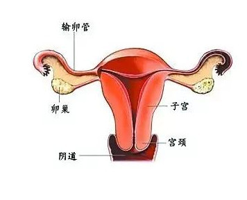 女人子宫切除的危害有哪些有什么影响