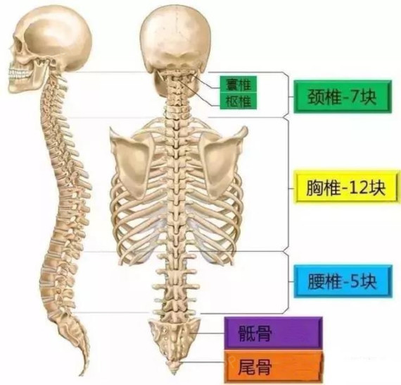 蝶骨解剖结构图片