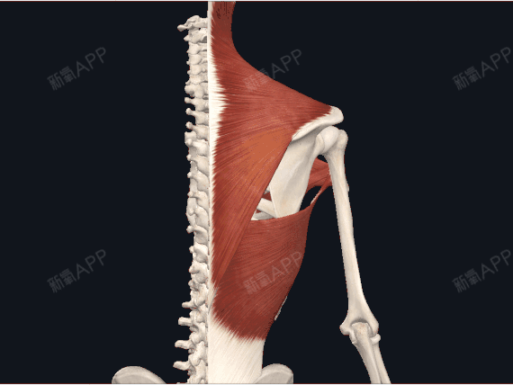 斜方肌位于颈部和背上部的浅层,为三角形的扁肌,左右两侧相合成斜方肌