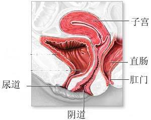 阴道壁膨出不及时恢复的后果与解决方案