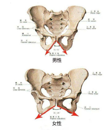 女性盆骨位置图图片